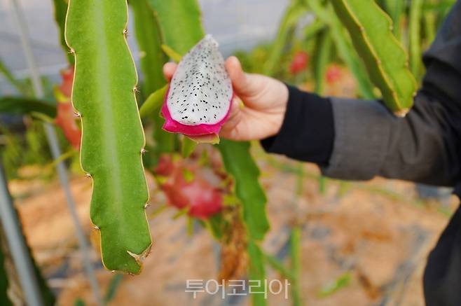 해남군 마산면 민경석 농가에서 용과를 수확하는 모습