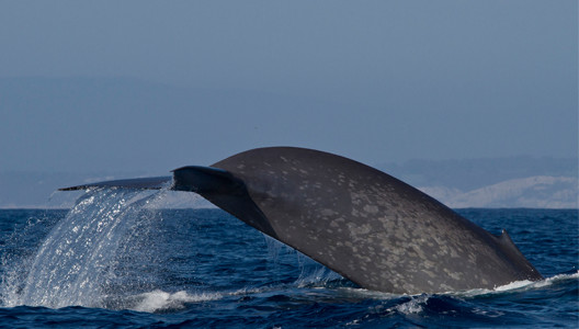 캘리포니아 해안의 대왕 고래. 사진제공=Craig Hayslip, Oregon State University. NOAA/NMFS