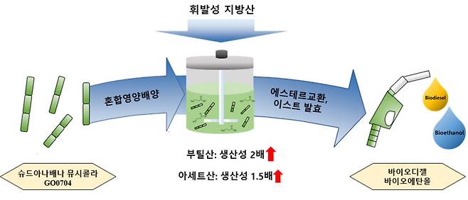 자생 미세조류를 활용한 바이오연료 생산성 연구 과정