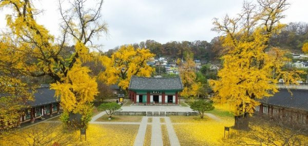 tvN 토일드라마 ‘슈룹’의 촬영장소인 전주 한옥마을을 찾는 드라마 팬들이 늘고 있다. 사진제공｜전주향교 공식 홈페이지