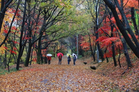 사진: 화순군청