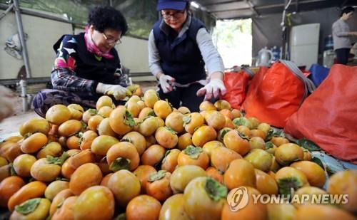 진영단감 선별 [연합뉴스 자료사진]