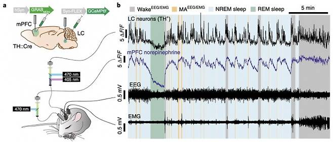 니더가드 교수 연구팀은 살아있는 생쥐의 수면 주기 동안 노르에피네프린을 분비하는 LC의 활성도와 그에 따른 노르에피네프린 분비량이 수면 주기처럼 특정 패턴을 갖고 증감하는 것을 발견하였다. 네이처 뉴로사이언스지 제공
