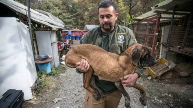 동물구조단체 HSI 활동가가 국내 불법 개농장에서 도사견을 구조하는 모습. HSI