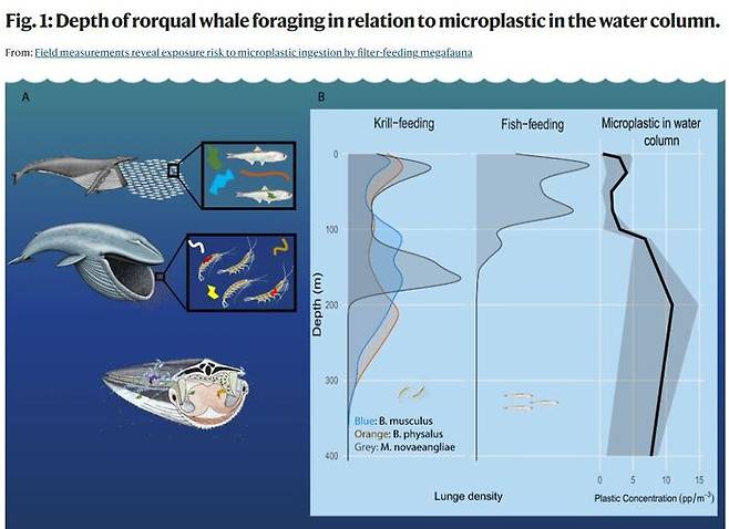 그래프를 보면, 고래가 크릴(Krill) 먹이활동을 하는 수심(제일 왼쪽)과 미세플라스틱 농도가 높은 수심(제일 오른쪽)이 일치하는 것을 확인할 수 있다. (사진= 미국 스탠포드 대학의 매튜 사보카 박사 연구팀 제공)
