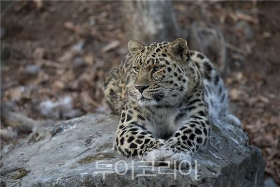 아무르표범(출처: 표범의땅 국립공원)