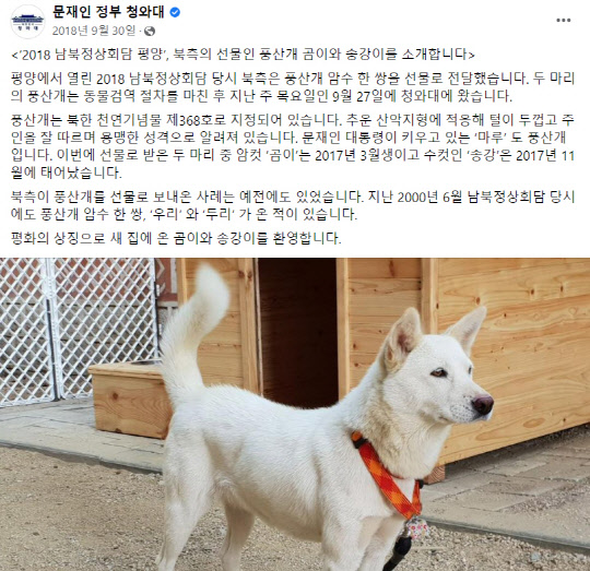 지난 2018년 9월30일 당시 청와대는 공식 페이스북 계정에 평양 남북정상회담을 계기로 문재인 대통령이 북한 김정은 국무위원장으로부터 선물 받은 풍산개 암컷 '곰이', 수컷 '송강'을 소개하는 글을 올렸다.<문재인 정부 청와대 페이스북 계정 글 갈무리>