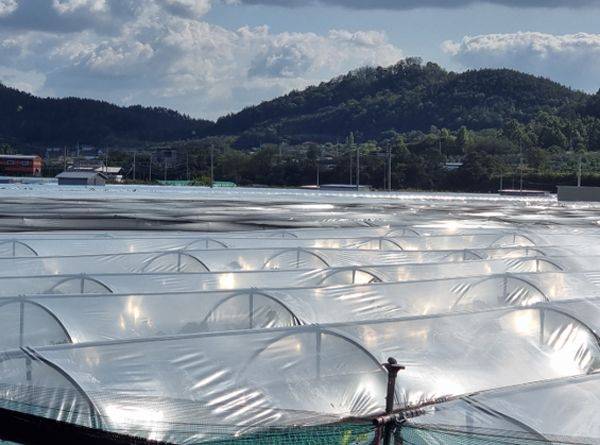 사돈 농장 주변에 포도 비닐하우스가 물결치듯 펼쳐져 있는 모습ⓒ