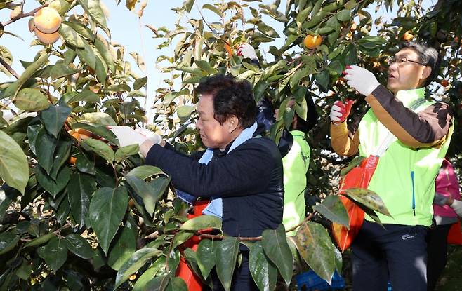 박완수 경남도지사(왼쪽)가 8일 김해시 진영읍 농가에서 단감 수확을 하고 있다./사진제공=경남도