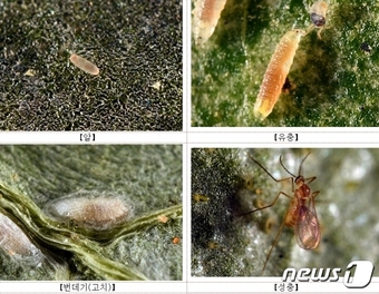 충남농업기술원이 발견한 응애혹파리. 딸기에 피해를 입히는 점박이응애 천적으로 알려졌다. (충남도 농업기술원 제공)/뉴스1