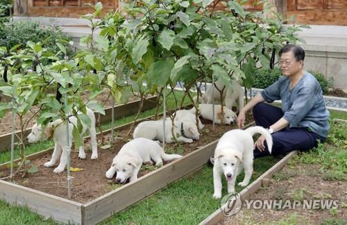 문재인 전 대통령과 풍산개 [연합뉴스 자료사진]