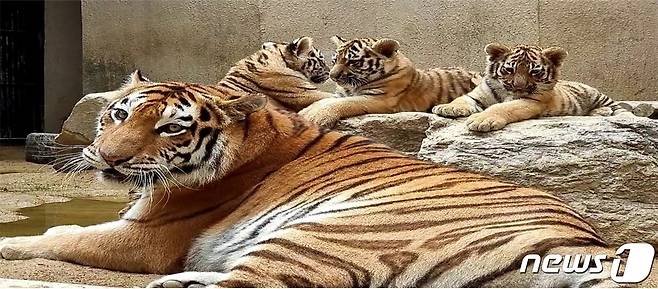 지난 7월 아기 호랑이와 어미(펜자) 모습 (서울시 제공. @News1