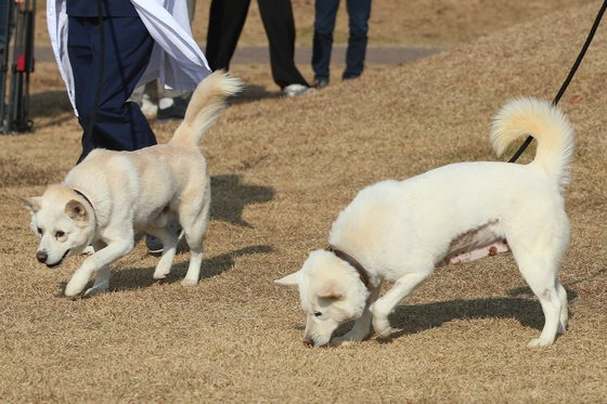 10일 오후 대구 북구 경북대학교 수의과대학 부속동물병원 앞에서 풍산개 암컷 '곰이'(오른쪽)와 수컷 '송강'이가 대학 관계자와 함께 산책하고 있다.  '곰이'와 '송강'이는 문재인 전 대통령이 지난 2018년 9월 평양 남북정상회담 당시 북측으로부터 선물 받아 기르다 최근 정부에 반환한 것으로 알려졌다. 뉴스1