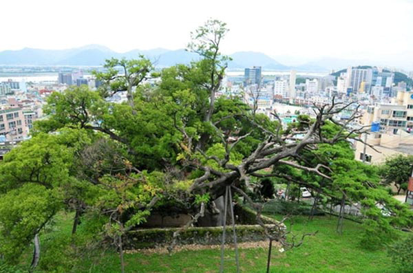 부산 북구 구포동 당숲.