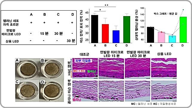 [대전=뉴시스] 인간 피부 세포를 통한 면발광 마이크로 LED 패치의 멜라닌 생성 억제 효과 연구 요약도.  *재판매 및 DB 금지