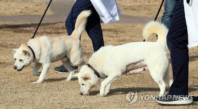 경북대 동물병원서 지내는 풍산개 '곰이'·'송강' (대구=연합뉴스) 김현태 기자 = 문재인 전 대통령이 기르다 정부에 반환한 풍산개 두 마리, 곰이(암컷·오른쪽)와 송강(수컷·왼쪽)이 10일 오후 대구 북구 경북대학교 수의과대학 부속 동물병원 앞뜰에서 산책하고 있다. 이 두 마리는 2018년 9월 남북정상회담 뒤 김정은 북한 국무위원장이 선물한 것으로 문 전 대통령이 키우다 최근 정부에 반환한 뒤 경북대 부속 동물병원에서 지내고 있다. 2022.11.10 mtkht@yna.co.kr