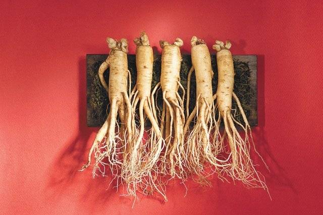 수삼. 클립아트코리아 제공