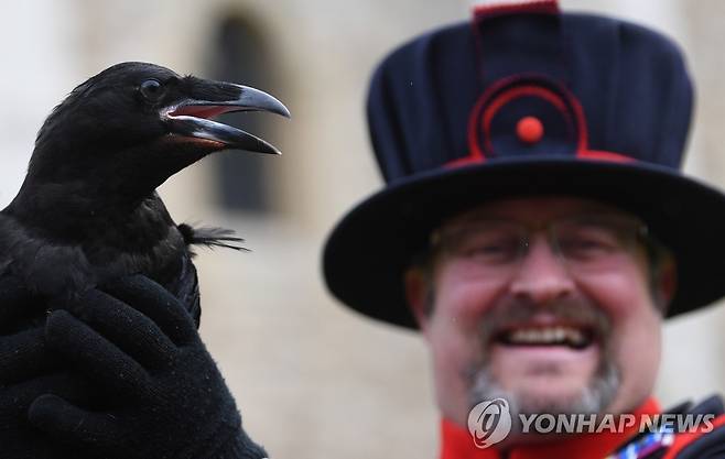 '영국 수호신' 런던탑 까마귀 [EPA 연합뉴스 자료사진. 재판매 및 DB 금지]