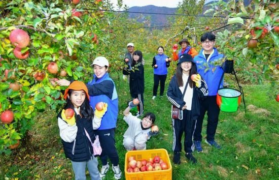 현대중공업 직원들이 13일 경남 밀양시 동명마을(남명리)에서 사과 수확을 돕고 있다. 사진제공=현대중공업