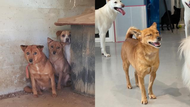 달봉이네 보호소 시절 벨리(왼쪽 가운데)는 사람을 보면 숨기 바빴지만 사회화 교육을 거친 후 지금은 조금씩 마음의 문을 열고 있다. 카라 제공