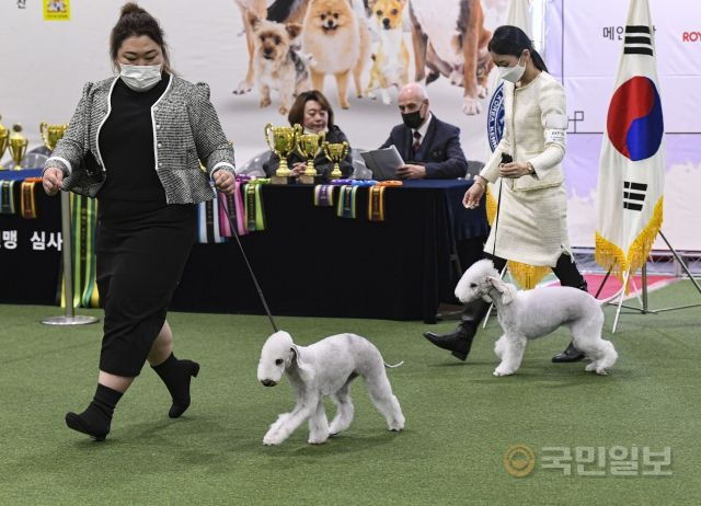 13일 서울 서초구 aT센터에서 열린 2022 코리아 프리미어 도그쇼에서 참가한 반려견들이 라운딩을 하고 있다.