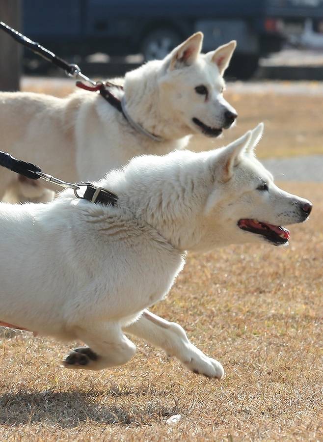 문재인 전 대통령이 기르다 정부에 반환한 풍산개 두 마리, 곰이(암컷·앞쪽)와 송강(수컷·뒤쪽)이 10일 오후 대구 북구 경북대학교 수의과대학 부속 동물병원 앞뜰에서 산책하고 있다.[사진출처 = 연합뉴스]