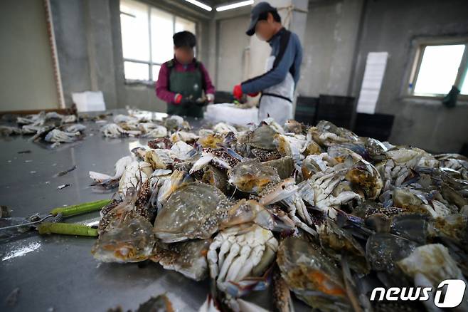 지난달 21일 오전 인천시 옹진군 연평도에서 어민들이 꽃게를 다듬고 있다. /사진=뉴스1