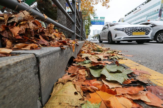 전날 인천 지역에서 짧은 시간 집중호우가 이어져 낙엽들이 도로 배수구를 막아 침수피해가 속출했다. 13일 오후 서울 강남구 대치동 배수로 인근에 낙엽들이 쌓여 있다. 2022.11.13.