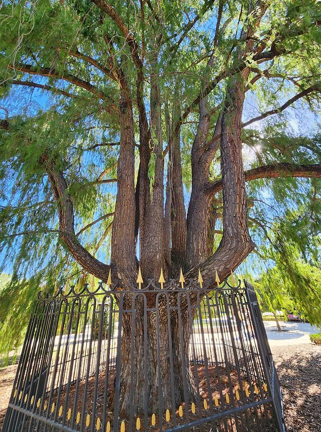 프랑스 침략군이 대포를 걸쳐놓았던 마드리드의 영물, 412년 된 65m 사이프러스 나무.