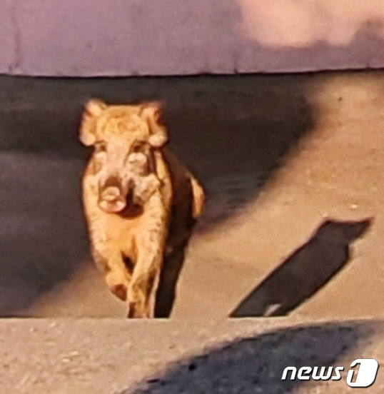 부산 해운대구에 출몰한 멧돼지 시민 신고 사진.(부산경찰청 제공)