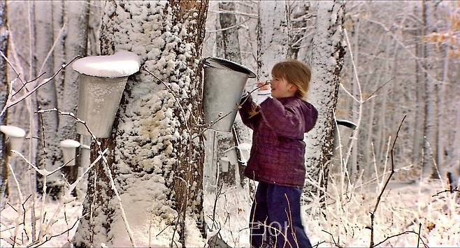 QC - Cabane a sucreⒸTourism Quebec