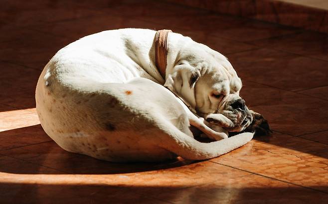 강아지 꼬리의 역할 3가지! 그리고 꼬리 언어 6가지 알아보기🐶 | 비마이펫