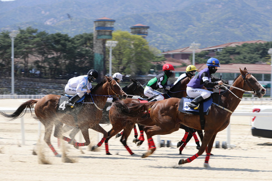 서울경마공원에서 열린 단거리 경주에서 치열한 경쟁이 펼쳐지고 있다.