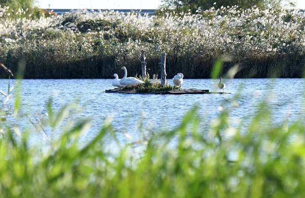 한쪽 날개가 없어 날지 못하는 큰고니를 비롯한 새들이 지난달 13일 부산 사하구 을숙도 안 풀섬에 앉아 쉬고 있다. 물가 주변을 둘러싸고 있는 갈대숲에는 야생고양이들이 서식하고 있다. 을숙도=이한형 기자