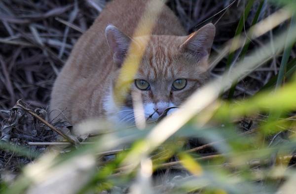 부산 사하구 을숙도에 서식하는 고양이 한 마리가 지난달 13일 갈대밭에서 몸을 웅크린 채 경계하고 있다. 야생동물은 이런 고양이와 눈만 마주쳐도 큰 위협을 느끼는 것으로 알려져 있다. 을숙도=이한형 기자