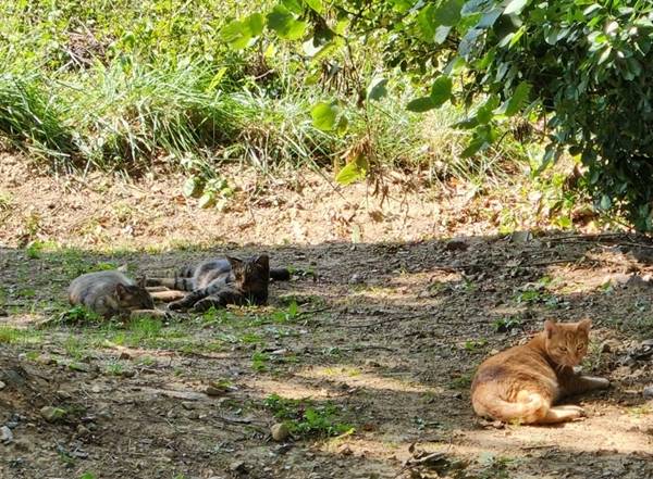 부산 사하구 을숙도에 서식하는 고양이 무리가 지난달 14일 급식소 주변 풀밭에서 쉬고 있다. 을숙도=박장군 기자