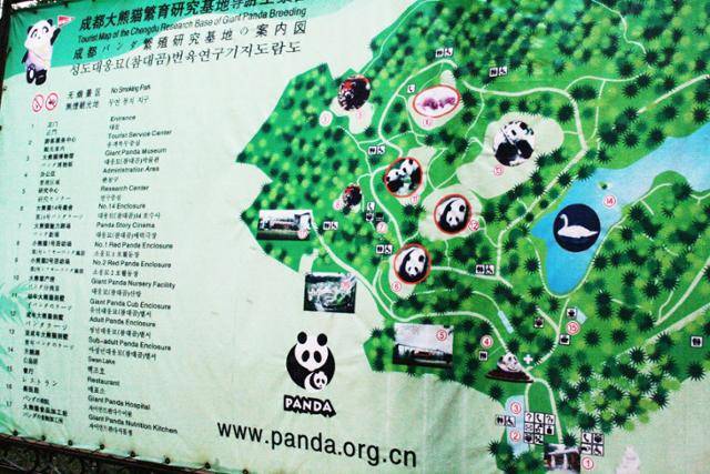 청두 팬더 번식연구기지. ⓒ최종명