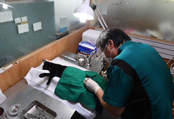 지난달 4일 전남 목포 도야동물병원에서 강동호 수의사가 수술대 위에 눕힌 수컷 고양이를 중성화하고 있다. 수술은 10분 정도 걸렸다. 목포=이한형 기자