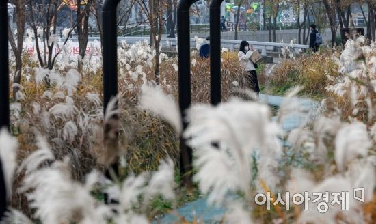 완연한 가을날씨가 이어지고 있는 지난 15일 서울 서초구 양재천에 마련된 억새가 시민들의 눈길을 끌고 있다./강진형 기자aymsdream@