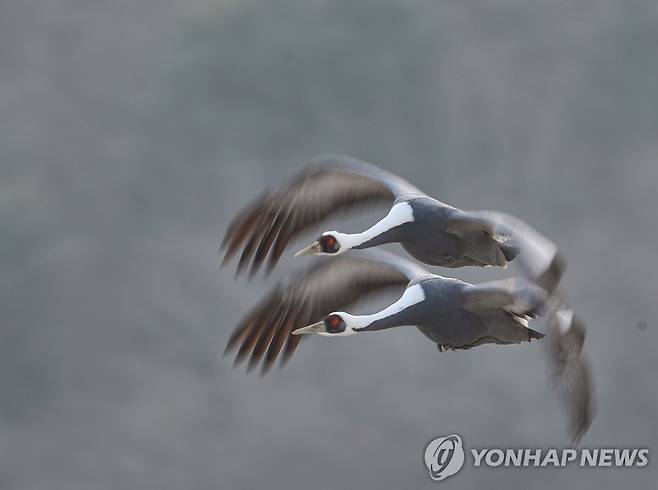 철원 겨울철새 재두루미 (철원=연합뉴스) 진성철 기자 = 1월 5일 강원도 철원군 동송읍 이길리에서 바라본 재두루미의 비행. 2022.1.5 zjin@yna.co.kr