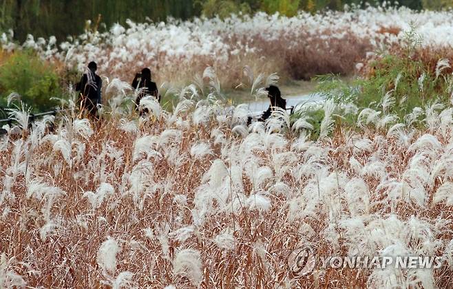 억새로 물든 전주 (전주=연합뉴스) 나보배 기자 = 20일 오후 전주시 완산구 동서학동 남천교 인근에서 시민들이 산책하며 가을을 즐기고 있다. 2022.11.20 warm@yna.co.kr