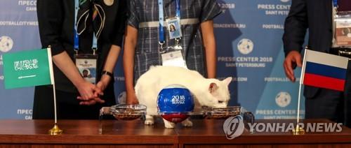 러시아의 점쟁이 고양이 아킬레스. 사진=EPA연합뉴스