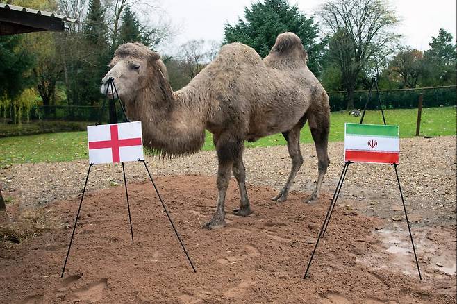 점쟁이 낙타 커밀라가 잉글랜드와 이란의 경기 승부를 예측하고 있다./더 선