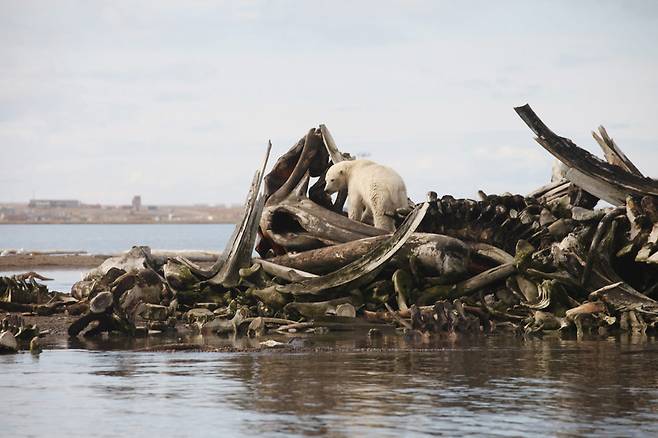 얼마나 배가 고팠으면 죽은 고래뼈 속에서 먹이가 될 만한 것을 찾으려 했을까