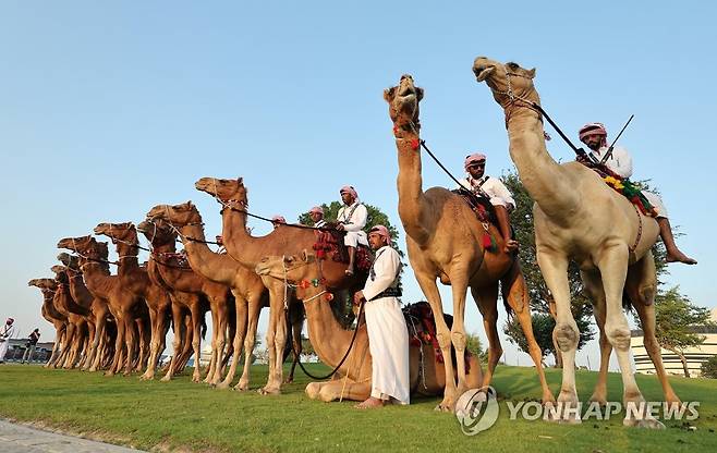 개막전 경기장 앞의 낙타 (알코르[카타르]=연합뉴스) 임헌정 기자 = 2022 카타르 월드컵 개막일인 20일 오후(현지시간) 카타르 알코르의 알바이트 스타디움 앞에 보안 관계자들이 낙타를 타고 있다. 2022.11.20 kane@yna.co.kr