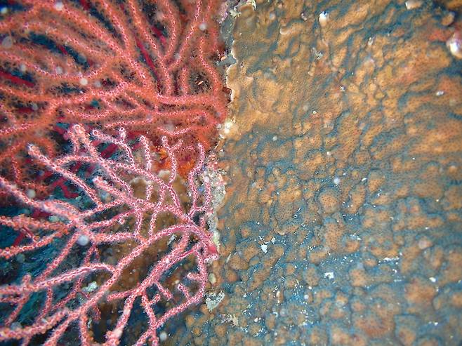빛단풍돌산호(오른쪽)가 꽃총산호(왼쪽)의 기부에서 나온 기둥 부분을 감싸며 덮고 있다. 녹색연합 제공