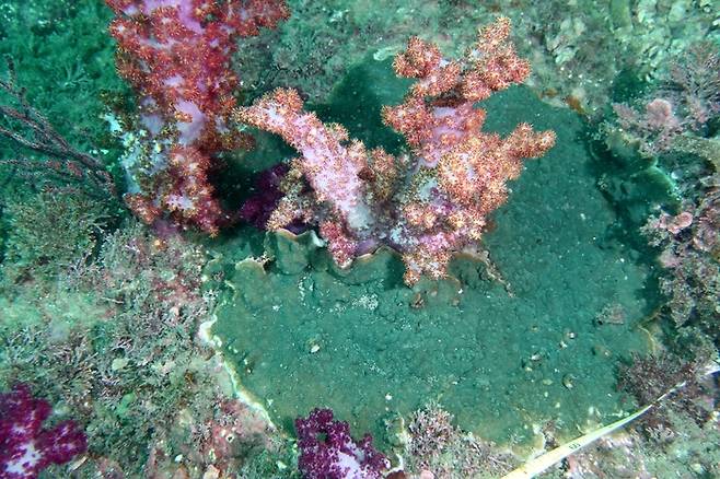 밤수지맨드라미 군체(가운데)의 기둥 부분 주변을 빛단풍돌산호(주변)가 완전히 덮었다. 밤수지맨드라미는 멸종위기야생생물 2급, 해양보호생물로 지정된 법정보호종이다. 녹색연합 제공