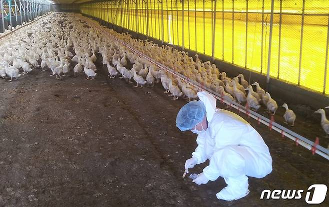 전남도 등 방역당국이 조류인플루엔자 검사를 위해 오리농장에서 시료를 채취하고 있는 모습.(전남도 제공) 2022.11.22/뉴스1 ⓒ News1 전원 기자