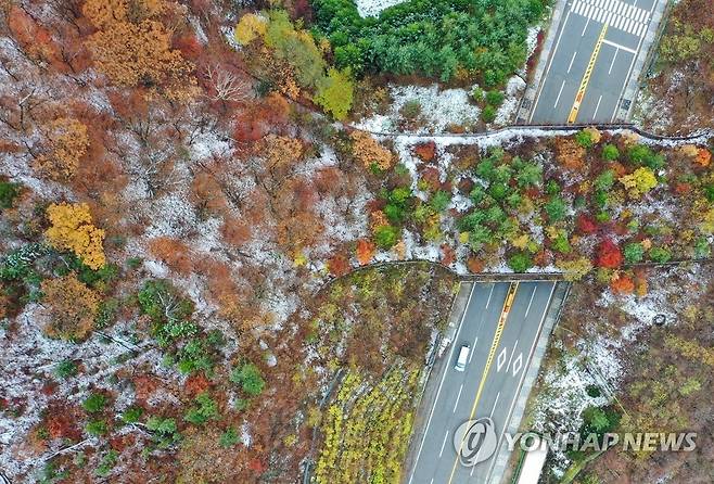가을과 겨울의 조화 [연합뉴스 자료사진]