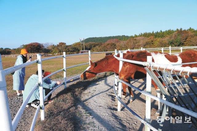 제주 조천읍 에코랜드 테마파크를 찾은 가족이 목장카페에서 조랑말에게 당근먹이 주기 체험을 하고 있다.
